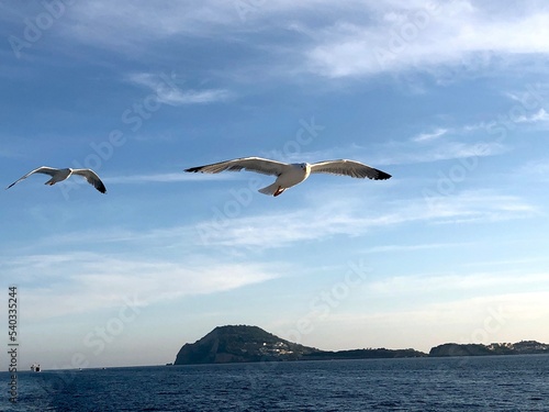 Seagulls flying in the blue sky