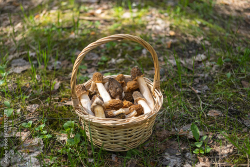A straw basket with Morchella conica collected in the forest stands on green grass