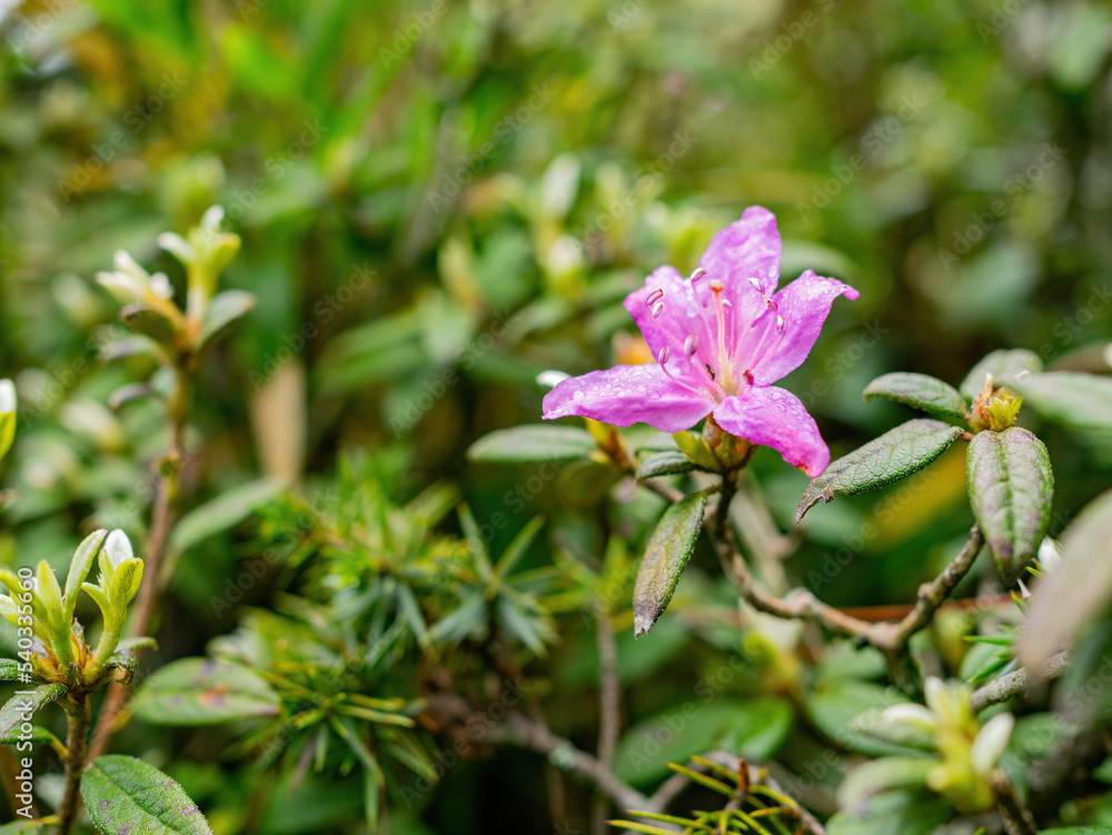 Close up shot of Rhododendron lapponicum blossom Close up shot of Rhododendron lapponicum blossom