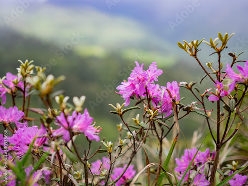 Close up shot of Rhododendron lapponicum blossom
