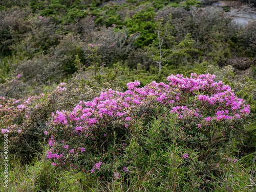 Close up shot of Rhododendron lapponicum blossom