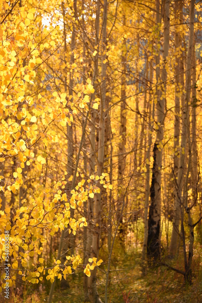 Fototapeta premium Golden Leaves on Aspen Trees in Autumn