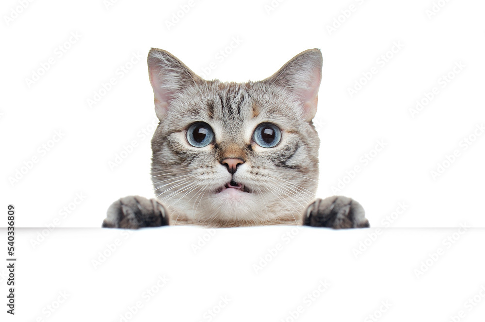 Tabby grey cat holding blank board against white background