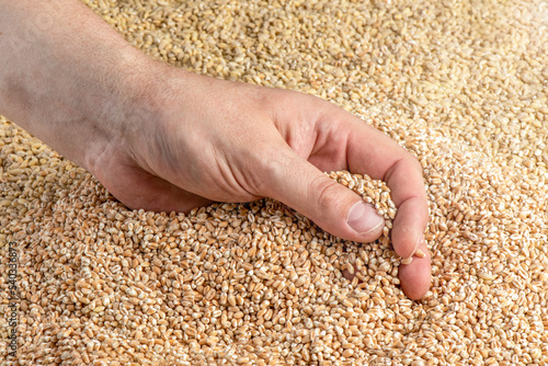 Wheat harvest. Grains of wheat in the hand as a symbol of the harvest. Food crisis and grain shortage.