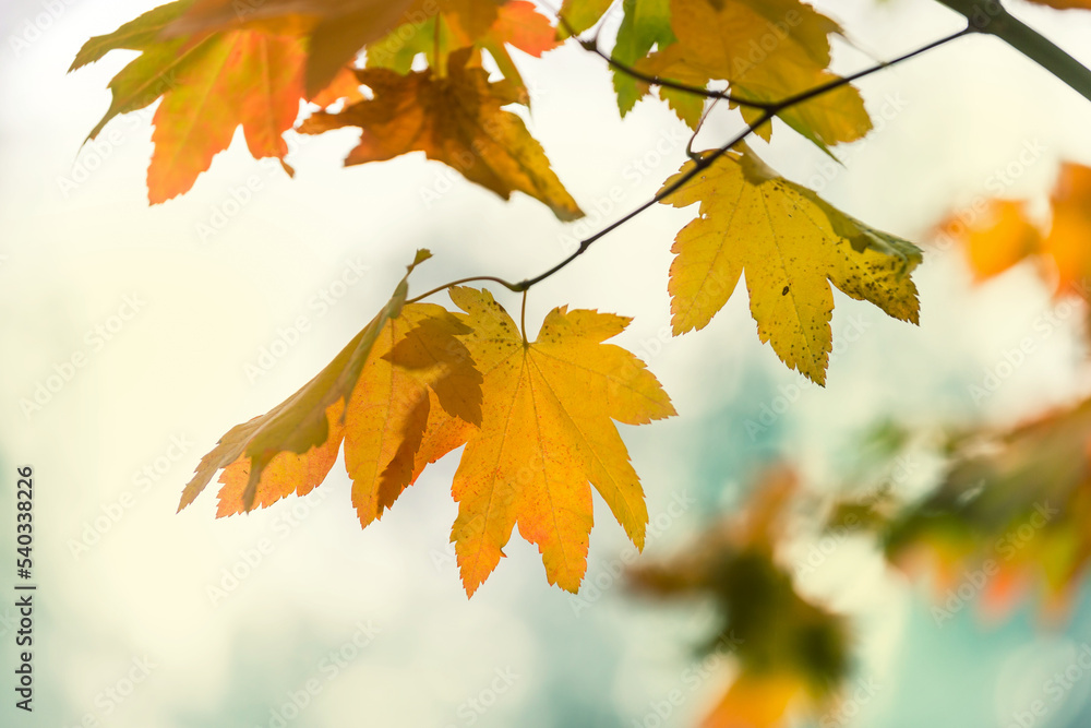 Obraz premium Autumn leaves