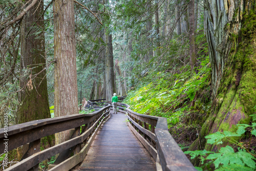 Boardwalk in the forest