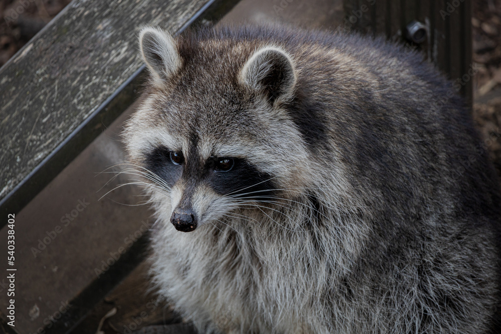 A fat raccoon sits with stained face in the mud