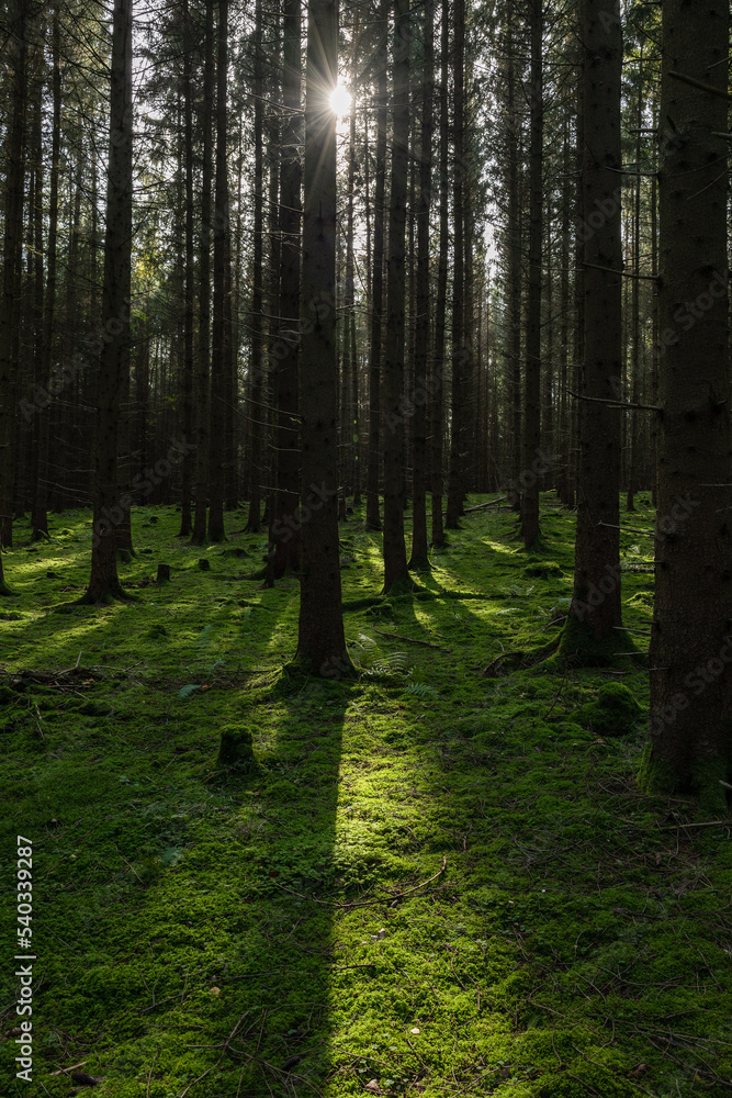 Obraz premium sunlight in the pine forest
