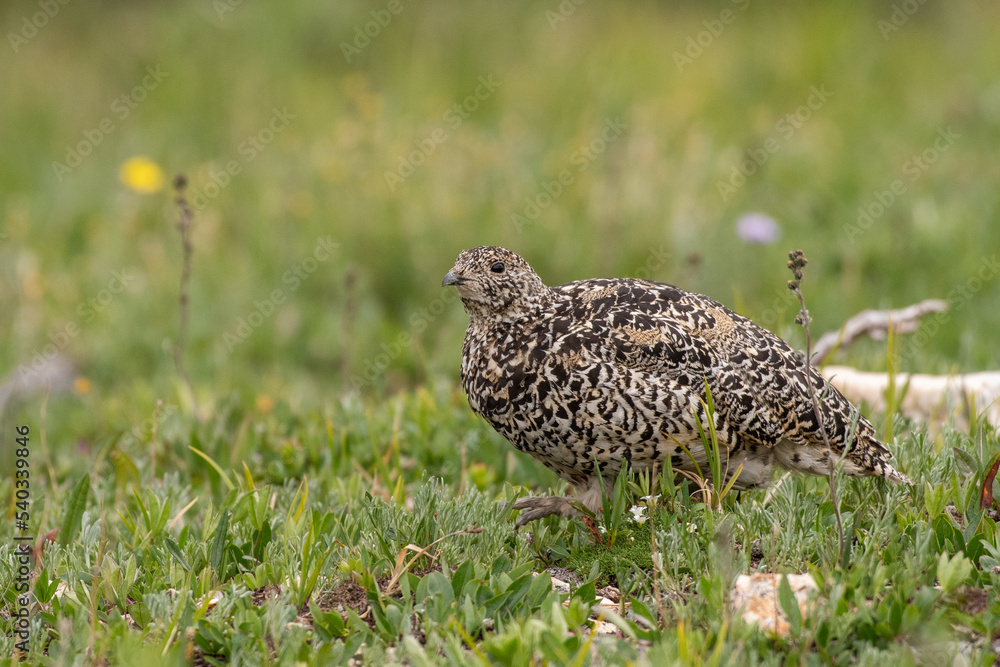 white tailed ptarmigan, ptarmigan, white tailed ptarmigan, ptarmigan,