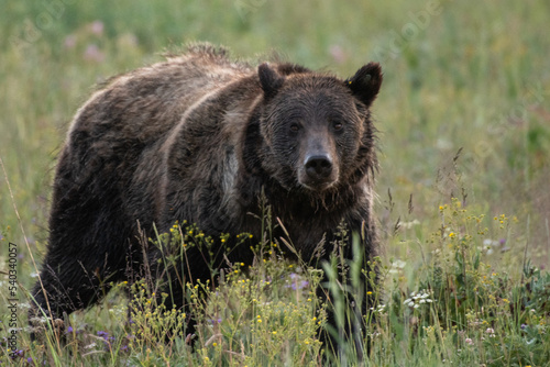 grizzly bear in field