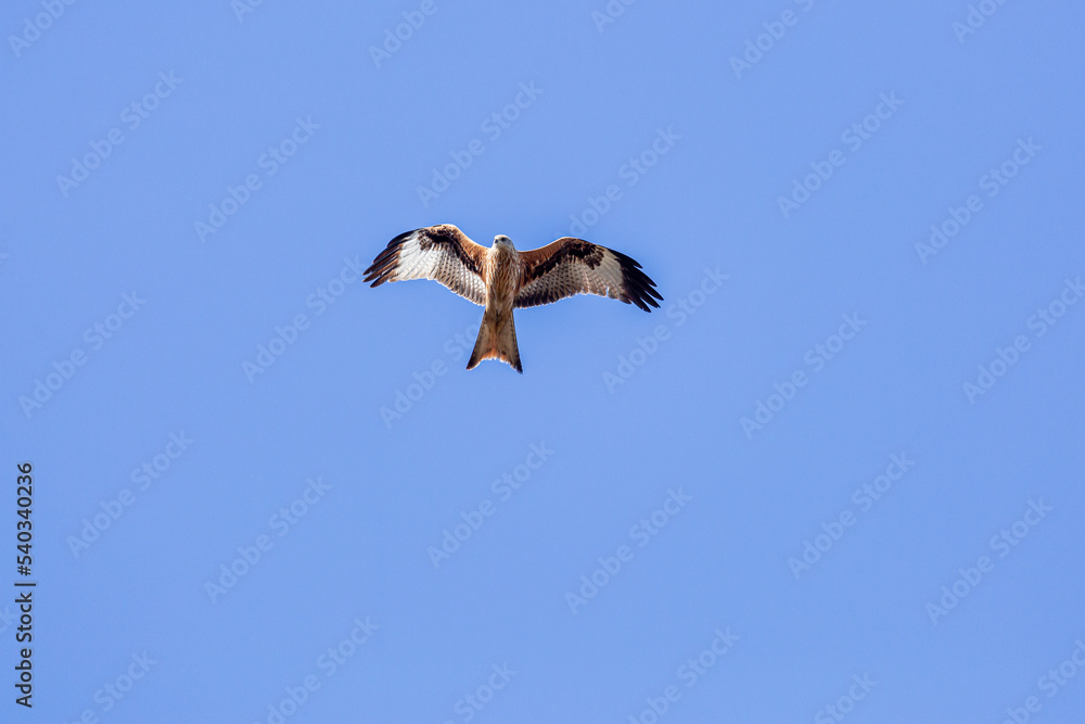 Red kite in flight. Milvus milvus.