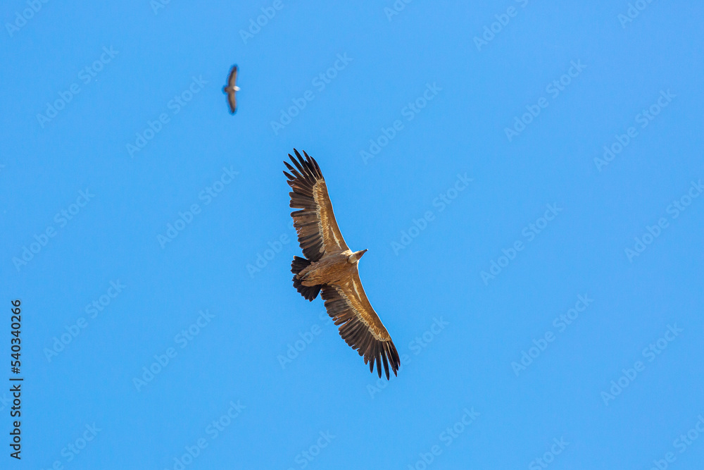 Obraz premium Gyps fulvus. Griffon vultures in flight.