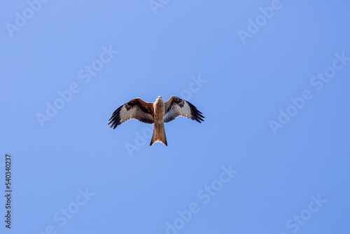 Milvus milvus. Red kite in flight.