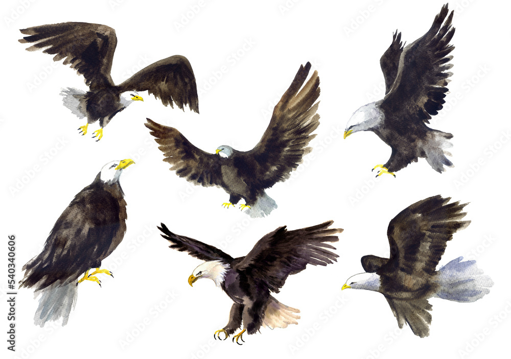 Obraz premium Watercolor eagle on the white background