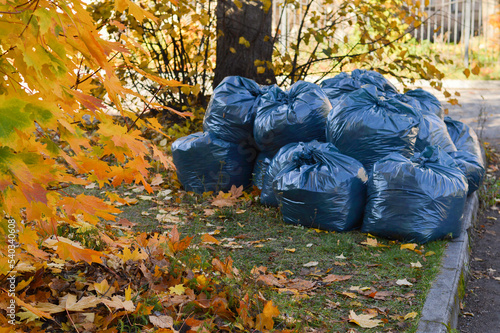 Large black plastic bags with fallen leaves for take out . October, autumn. Taking care of nature. Cleaning, organic fertilizers