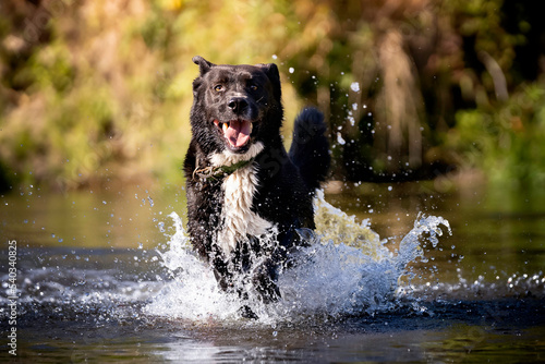 Pies biegający w wodzie