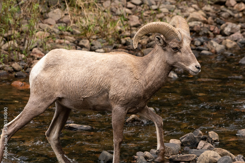 Bighorn sheep crossing river