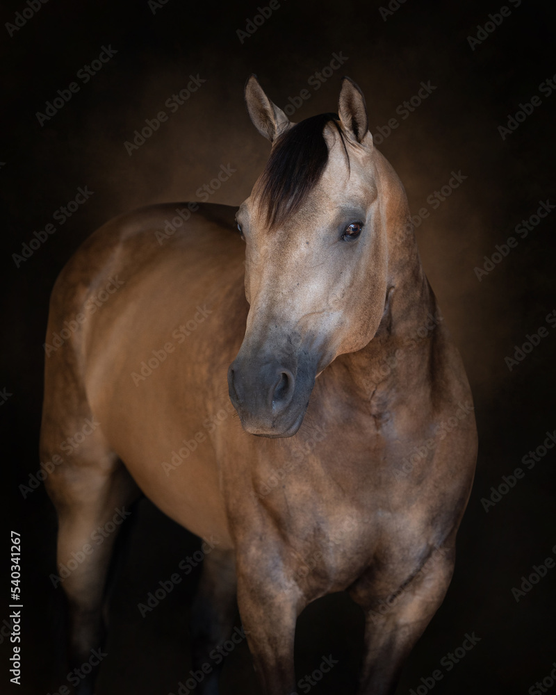 Obraz premium Portrait of a buckskin horse on painterly backdrio