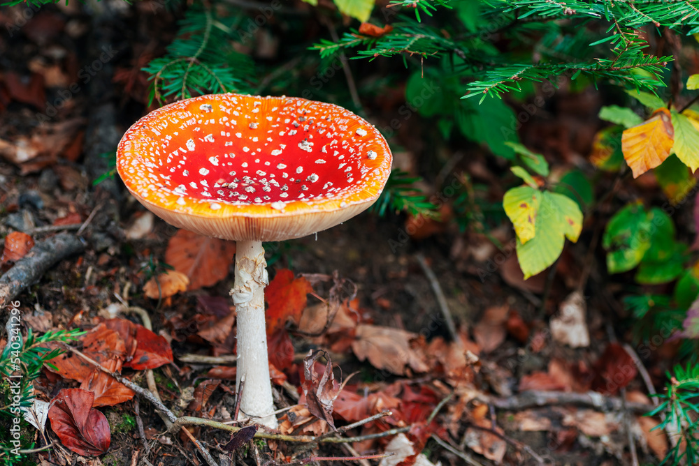 Fly agaric Amanita muscaria mushroom and green leaves against brown foliage, closeup Fly agaric Amanita muscaria mushroom and green leaves against brown foliage, closeup