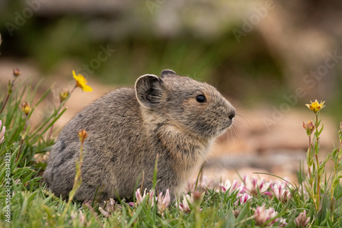 Collared pica 