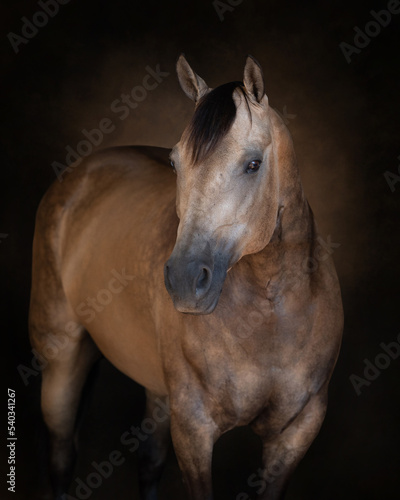 Portrait of a buckskin horse on painterly backdrio