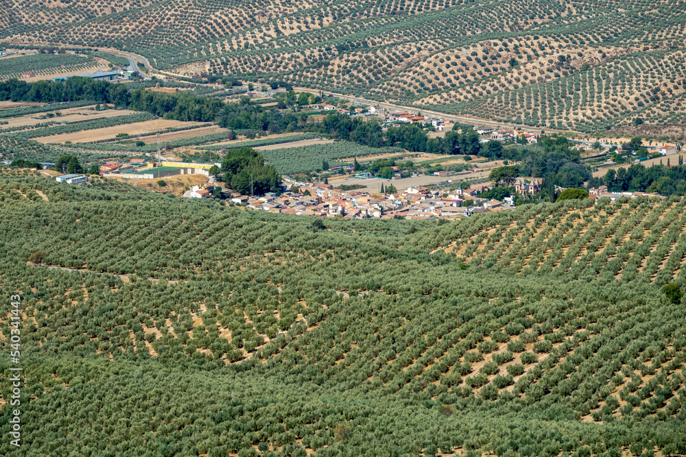 View of some houses of the Granada town of Deifontes (Spain) between fields of olive trees on a sunny day