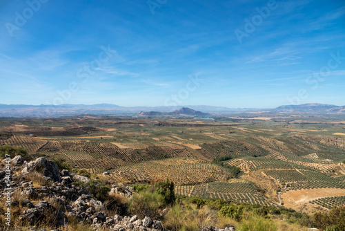 View of large extensions of olive cultivation between hills and mountains from the viewpoint of Atalaya de Deifontes (Granada, Spain) on a sunny day