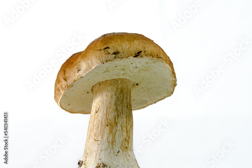 Boletus edulis mushroom on a white background, isolated, close up view, mushroom cap 