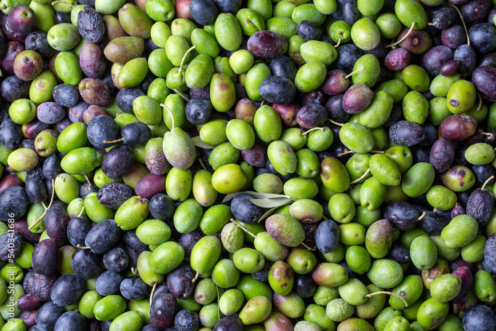 Green and black olives with leaves texture background, italian harvest Green and black olives with leaves texture background, italian harvest