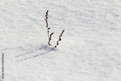 snow as a background, dry branch from under the snow