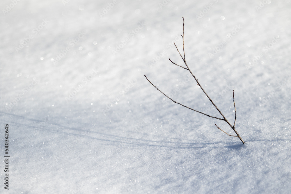snow as a background, dry branch from under the snow snow as a background, dry branch from under the snow