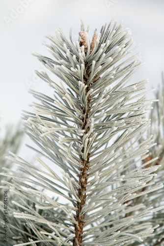 Spruce branches in snow-white snow  winter mood.