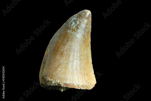 Mosasaurus Tooth
