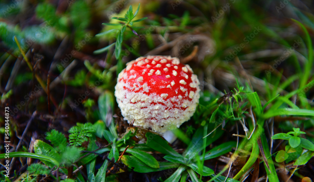 Red Mushroom
Red Mushroom
