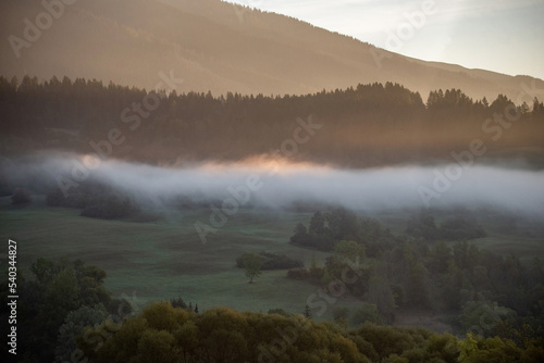 misty morning in the forest