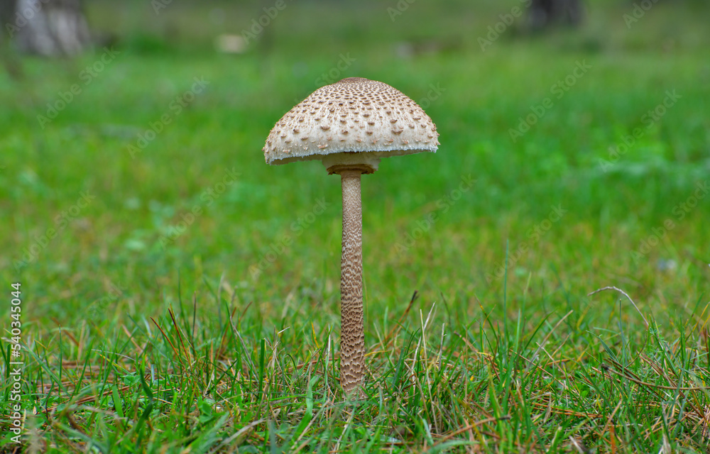 White Mushroom
White Mushroom
