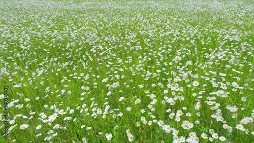 White blooming chamomile flowers summer field meadow. Beautiful flower sways in the wind on a sunny day. Wide shot.