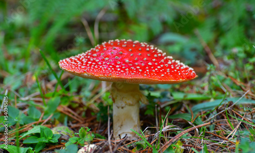 Red Poison Mushroom 
