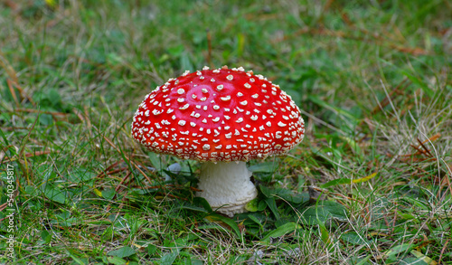 Red Spotted Mushroom 