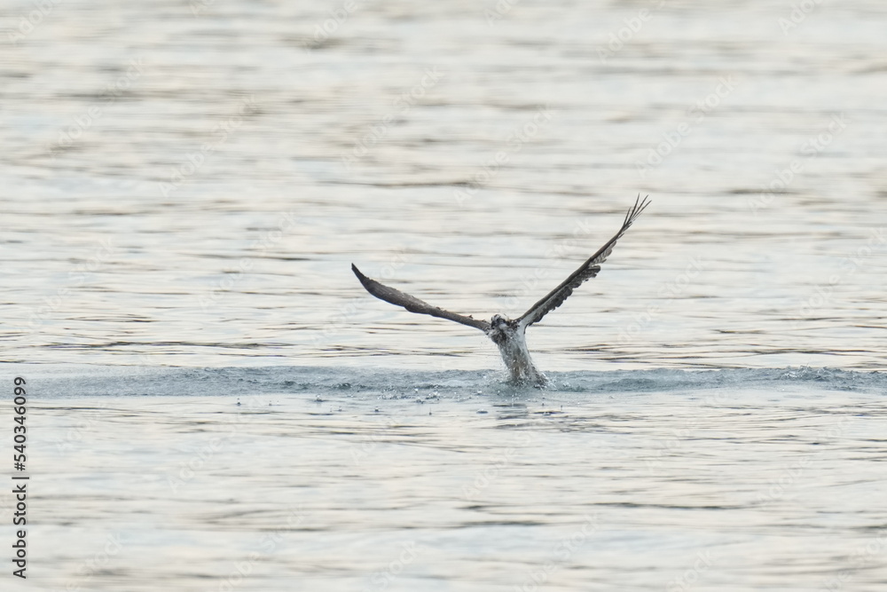 osprey in flight osprey in flight