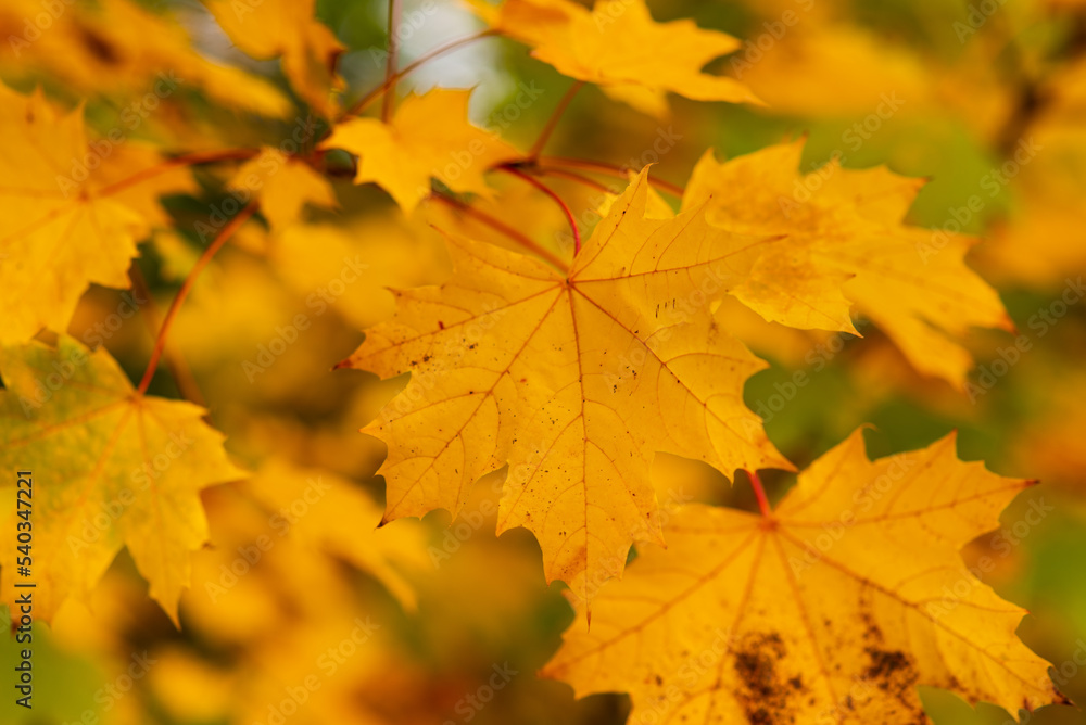 autumn tree with orange maple leaf on branches autumn tree with orange maple leaf on branches