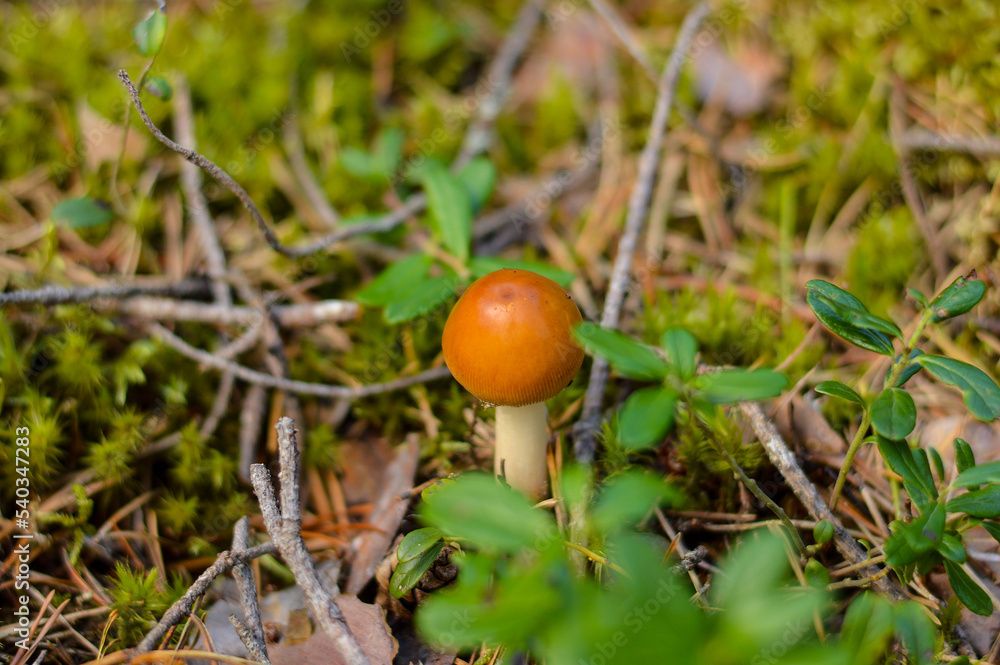 A forest brown mushroom in a natural background A forest brown mushroom in a natural background