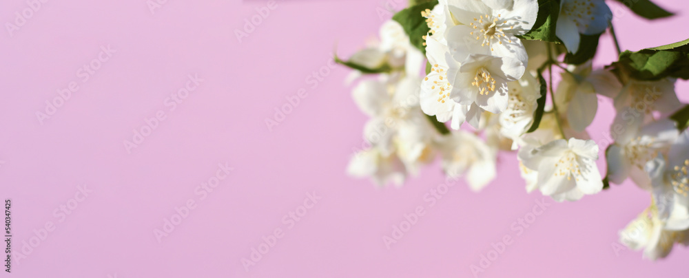 A branch with white jasmine flowers and green leaves on a pink background. Abstract trendy colored nature concept background. Copy space for text overlay, poster mock up flat lay