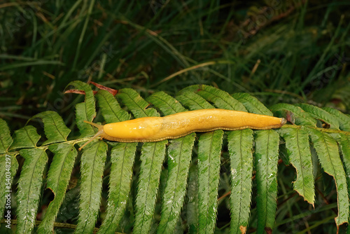 Close-up on the large high yellow Californian banana slug, Ariolimax californicus photo