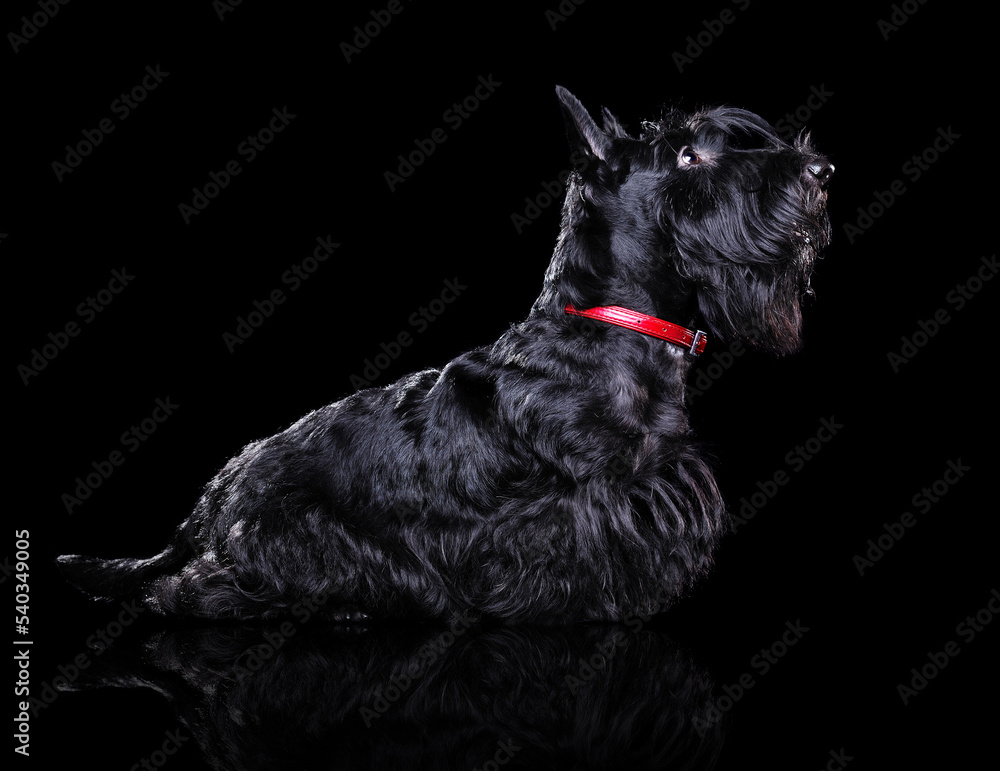 Side view low key  silhouette portrait of a scottish terrier
