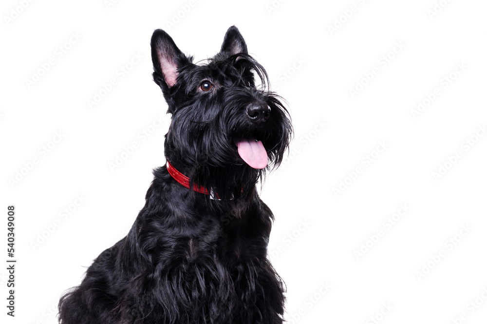 Side view portrait of a black scottish terrier isolated on white