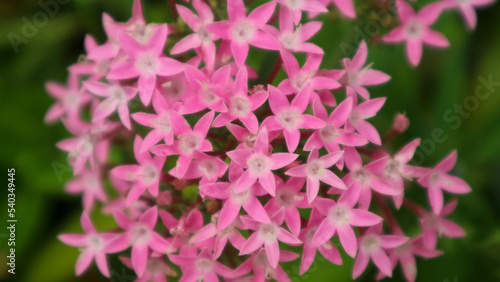 beautiful pink jasmine flower with green leaf