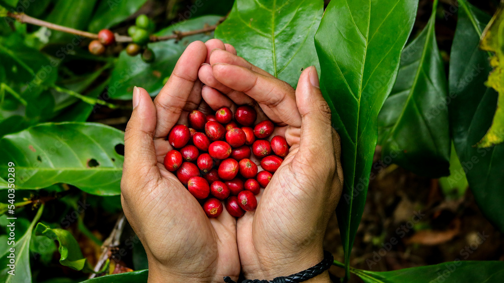Coffee beans in hand Coffee beans in hand