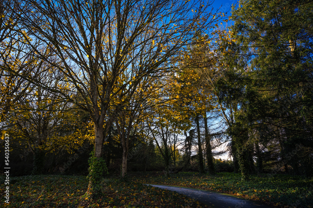 2022-10-22 TREE LINED WALKWAY IN FALL IN THE PACIFIC NORTHWEST ON MERCER ISLAND WASHINGTON