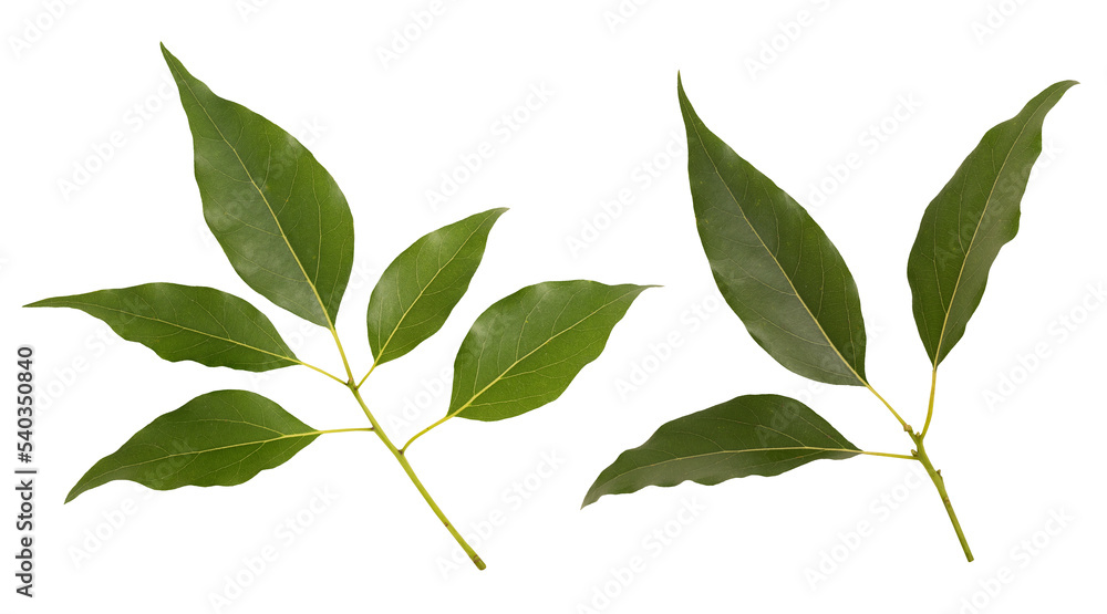 Ngai camphor green leaves on tranparent background.